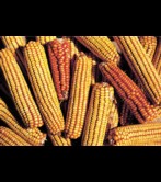 The cultivation of maize became widespread in the 17th c.